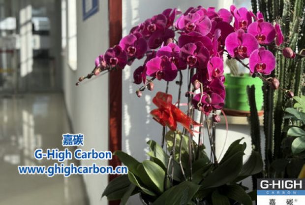 蝴蝶蘭綻活力，政企情暖新春