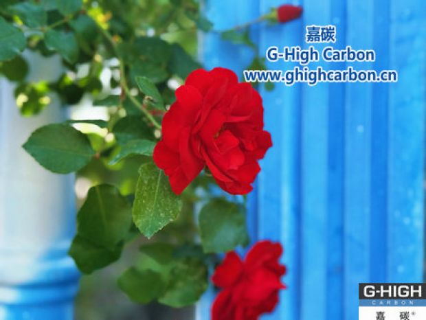 薔薇花開(kāi)正艷