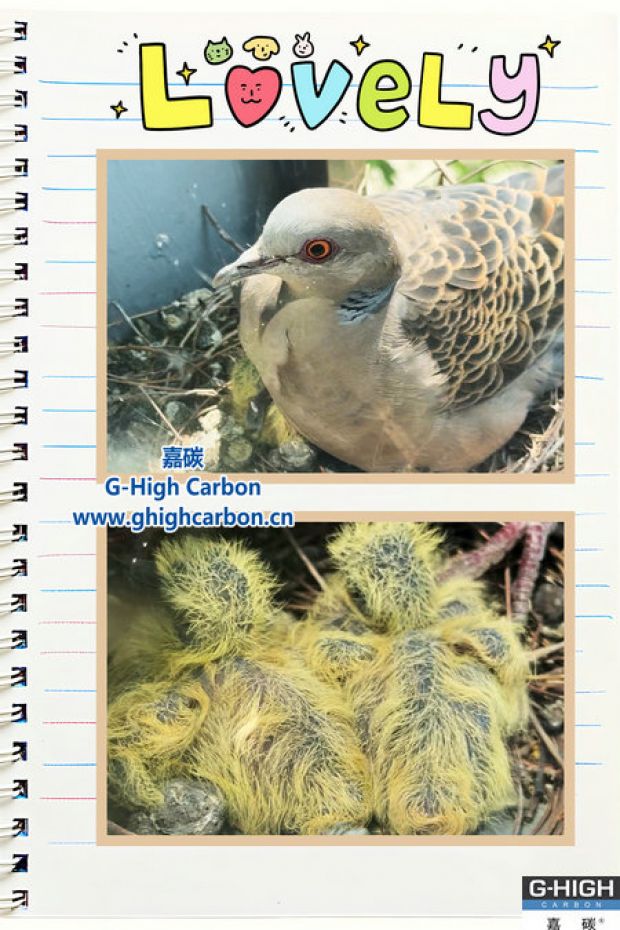 驚喜！嘉碳窗臺“孵化”生機