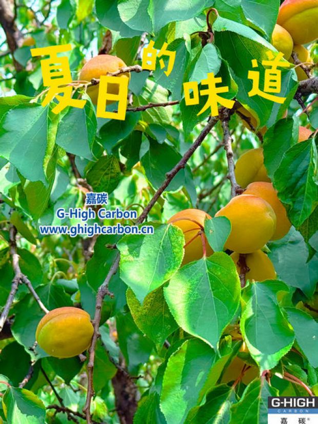 杏果滿枝時，窺見嘉碳環(huán)保“生長力”