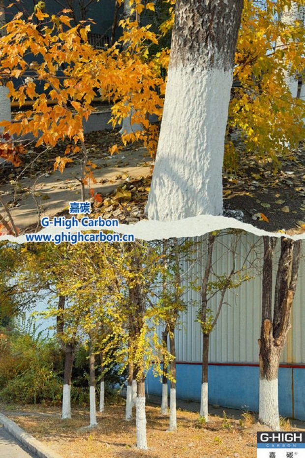 樹(shù)木著“白裳”，入冬先“梳妝”